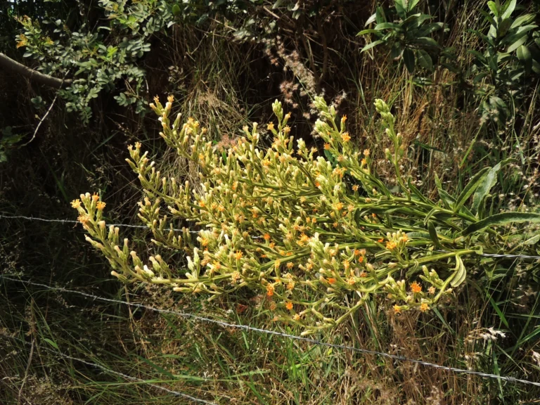 Trixis nobilis (26)
