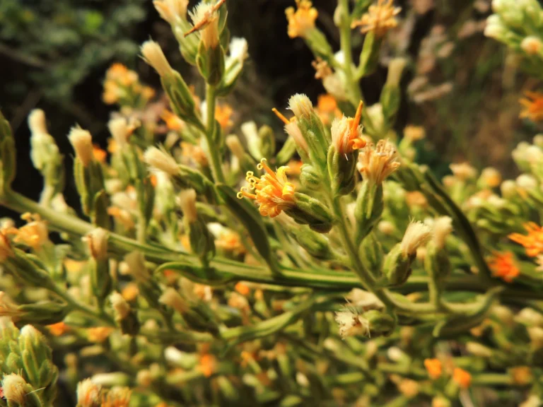 Trixis nobilis (27)