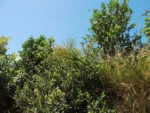 Trixis nobilis (25)
