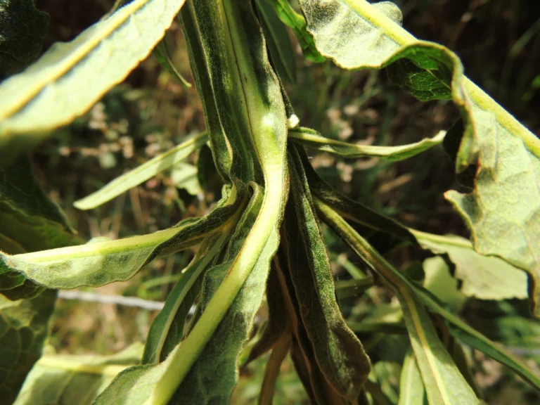 Trixis nobilis (22)