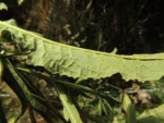 Trixis nobilis (21)