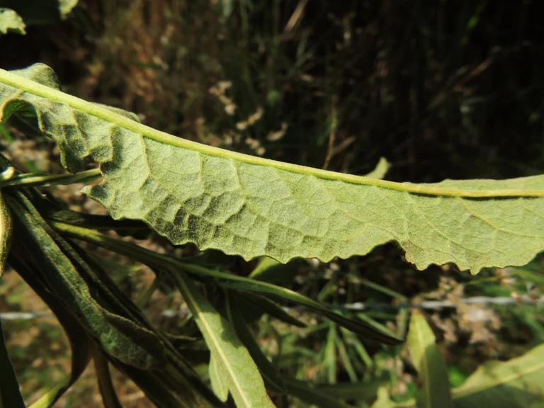 Trixis nobilis (21)