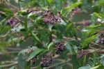 Miconia ligustroides (3)