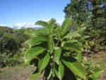 Rio do Sul, Estrada do Morro do Funil (43)