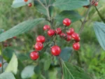 IMG_20260327_171818