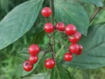 IMG_20260327_172109