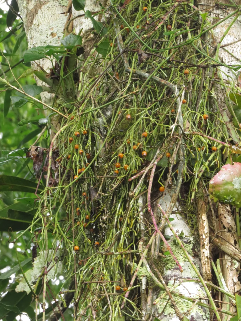 Rio do Sul, Fazenda na divisa com Ibirama (528)