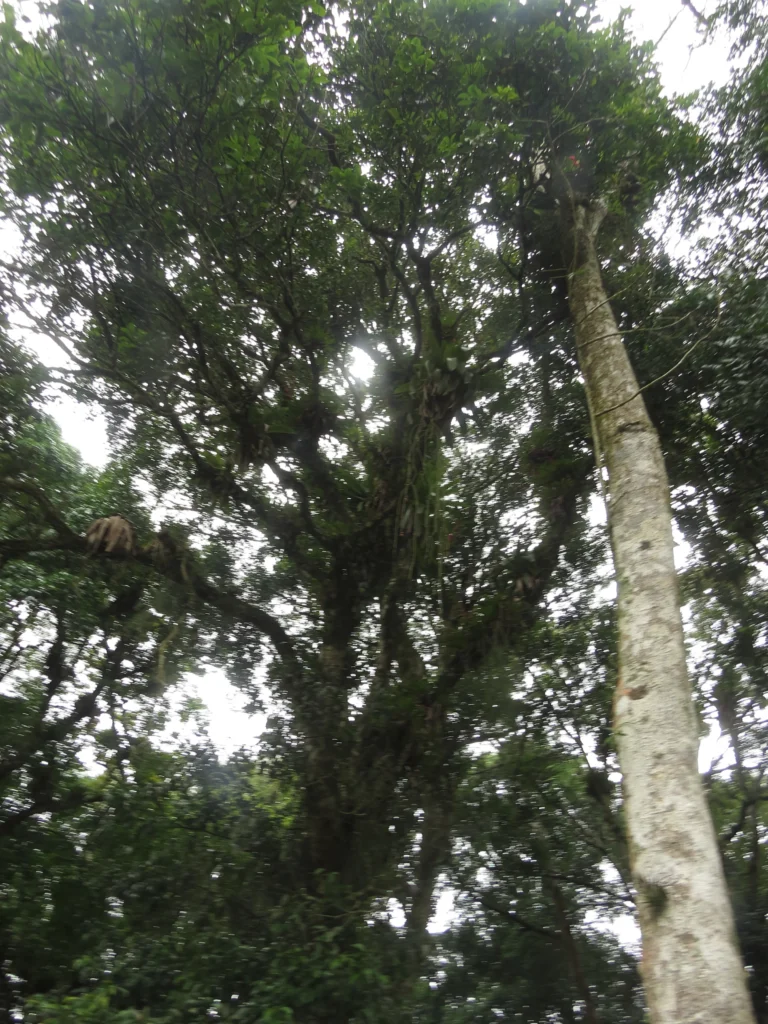 Rio do Sul, Lixão (123)