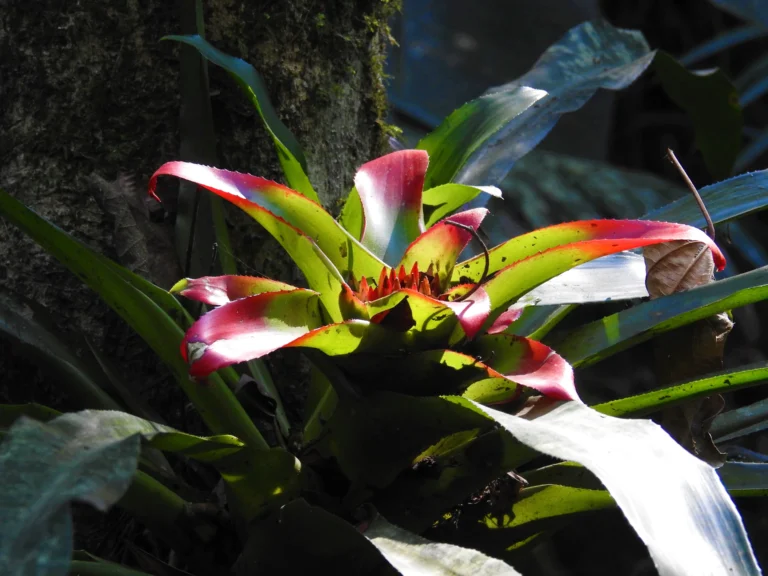 Nidularium innocentii