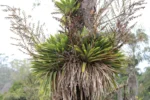Vriesea gigantea