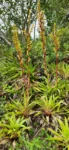 IMG-20240201-WA0087.jpg