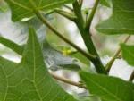 Vasconcellea quercifolia (15)