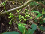 Valeriana scandens (99)