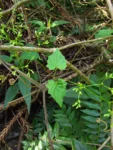 Valeriana scandens (98)