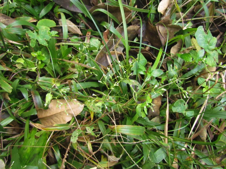 Valeriana scandens (93)