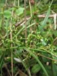 Valeriana scandens (88)