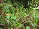 Valeriana scandens (72)