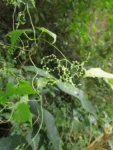Valeriana scandens (55)