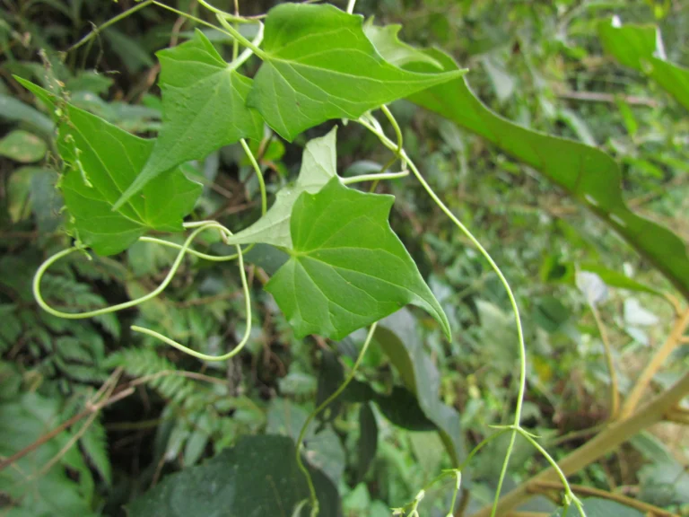 Valeriana scandens (53)