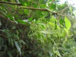 Valeriana scandens (49)