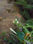 Valeriana scandens (44)