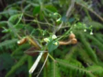 Valeriana scandens (40)