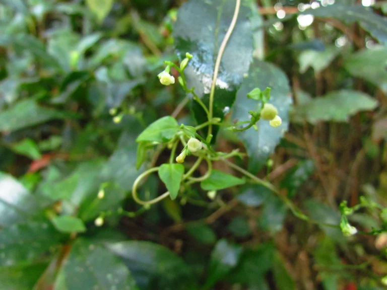 Valeriana scandens (37)