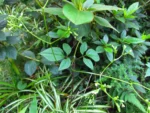Valeriana scandens (32)