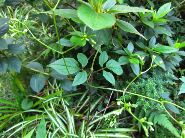 Valeriana scandens (32)