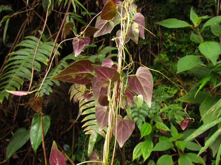 Valeriana scandens (29)
