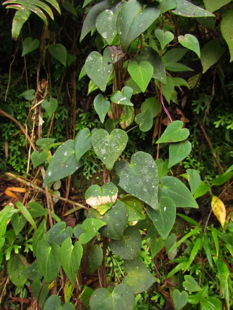 Valeriana scandens (28)