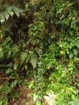 Valeriana scandens (26)