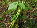 Valeriana scandens (19)