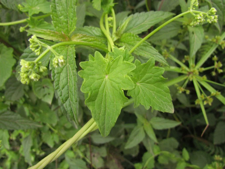 Valeriana scandens (5)