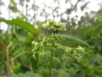 Valeriana scandens (4)
