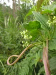 Valeriana scandens (2)