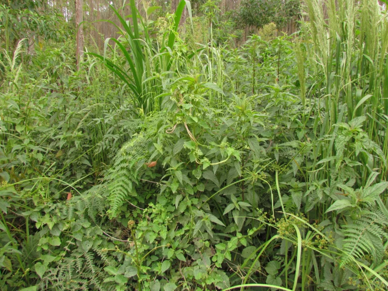 Valeriana scandens (1)