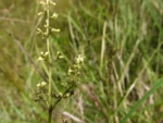 Valeriana salicarifolia (11)