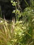 Valeriana salicarifolia (4)