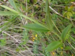 Valeriana reitziana (19)