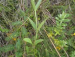 Valeriana reitziana (16)