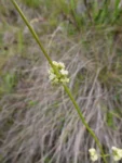 Valeriana reitziana (14)