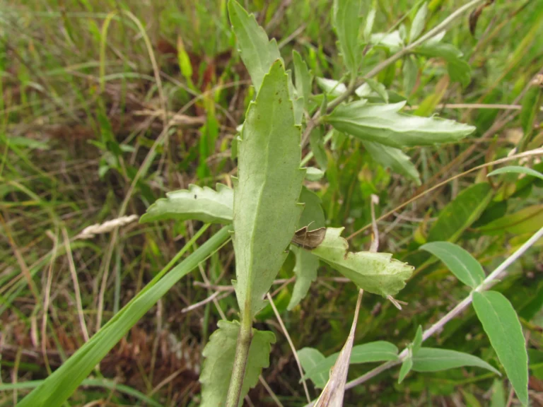 Valeriana reitziana (6)