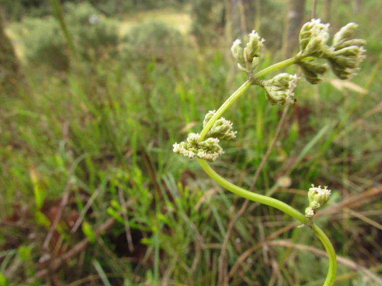 Valeriana reitziana (5)