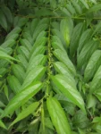 Trema micrantha (21)