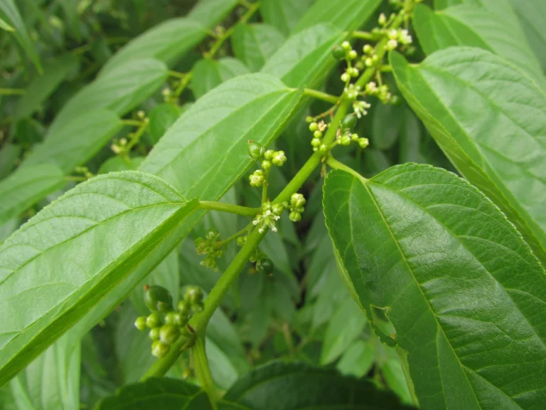 Trema micrantha (20)
