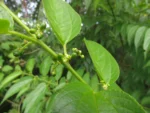 Trema micrantha (18)