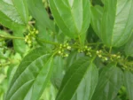 Trema micrantha (15)