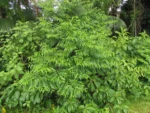 Trema micrantha (12)