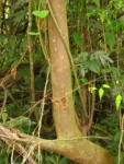 Trema micrantha (11)
